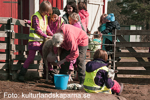 På kurs med Kulturlandskaparna - bli fåraherde