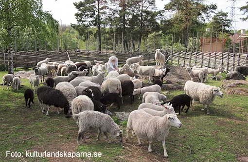 Följ med på fårvandring