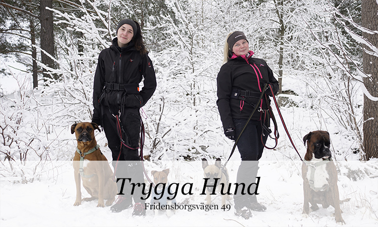 Trygga Hund i Järvastaden